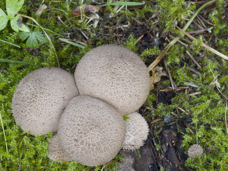 Lycoperdon umbrinum